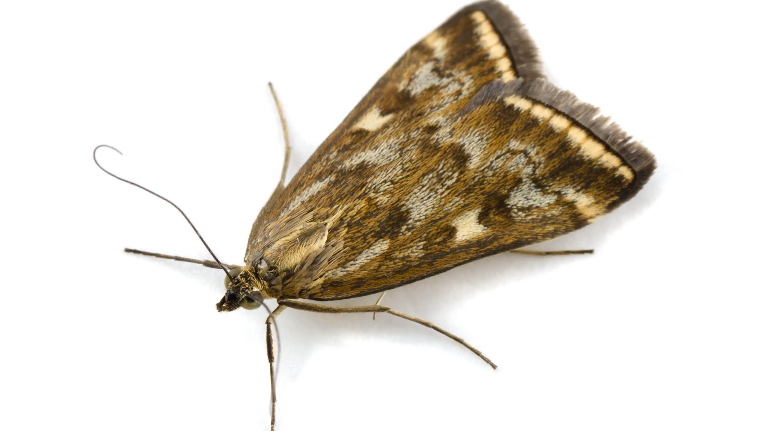 How To Prevent Moth In Residential And Commercial Space?